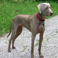Weimaraner, picture 3 of 8