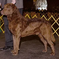 Chesapeake Bay Retriever
