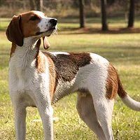 A Treeing Walker Coonhound dog