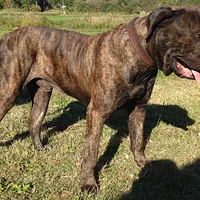 Perro de Presa Canario, picture 3 of 9