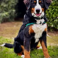 Bernese Mountain Dog