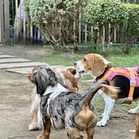 Cavalier King Charles Spaniel