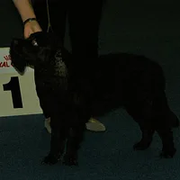 American Water Spaniel