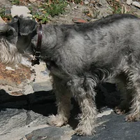 Miniature Schnauzer, picture 3 of 8