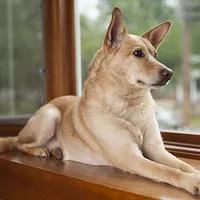 Carolina Dog, picture 2 of 6