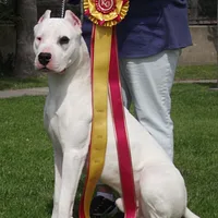 Dogo Argentino, picture 9 of 10