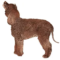 Irish Water Spaniel, picture 6 of 9