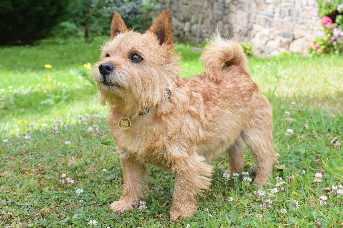 Norwich Terrier dog, photographed by Gamma Corvi