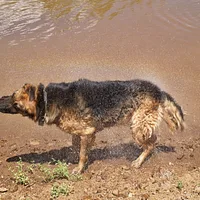 German Shepherd Dog