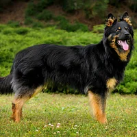 A Bohemian Shepherd dog