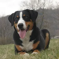 Appenzeller Sennenhund, picture 4 of 10