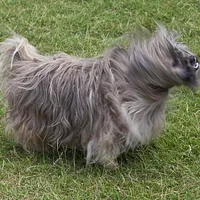Lhasa Apso, picture 5 of 9