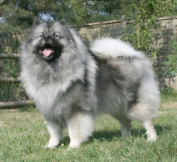 A Keeshond
