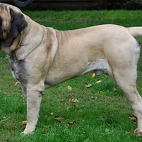 A Mastiff dog