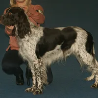 French Spaniel, picture 5 of 9
