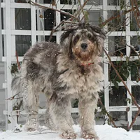 Bergamasco Sheepdog