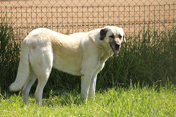 Anatolian Shepherd Dog