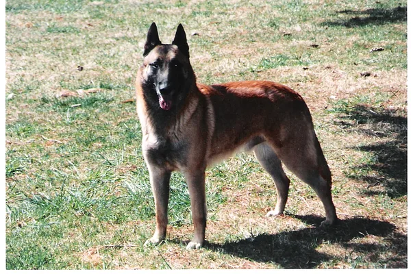 A Belgian Malinois