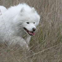 Samoyed, picture 2 of 7
