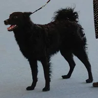 Croatian Sheepdog, picture 7 of 9