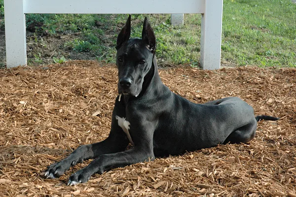A Great Dane
