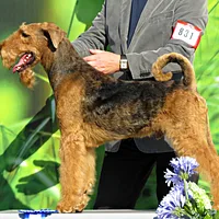 Lakeland Terrier, picture 8 of 10