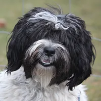 Tibetan Terrier, picture 3 of 9