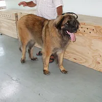 Leonberger, picture 8 of 10