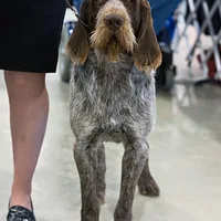 German Wirehaired Pointer