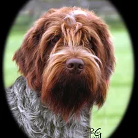 Wirehaired Pointing Griffon, picture 6 of 7