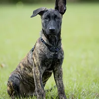 Dutch Shepherd, picture 7 of 9