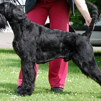 Giant Schnauzer