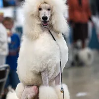 Poodle (Standard)