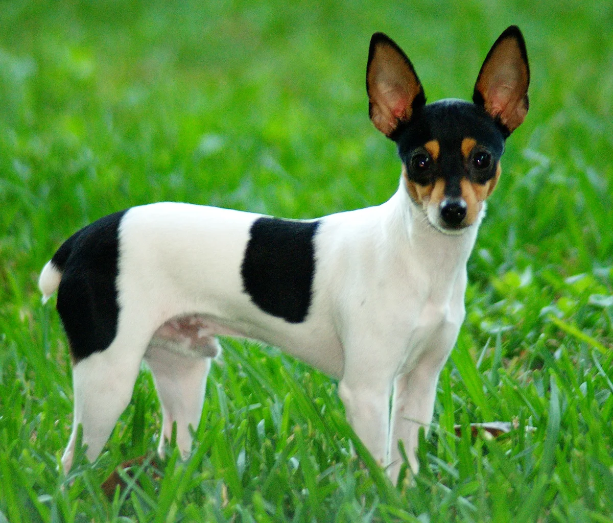 Toy Fox Terrier dog, photographed by Terry Best