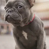 A French Bulldog dog