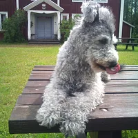 Pumi, picture 2 of 10