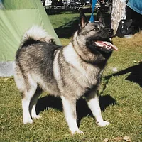 Norwegian Elkhound, picture 6 of 10