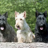 Scottish Terrier, picture 5 of 5