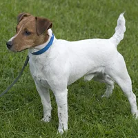 Parson Russell Terrier, picture 1 of 9