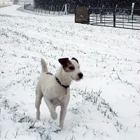 Parson Russell Terrier