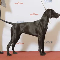 German Shorthaired Pointer