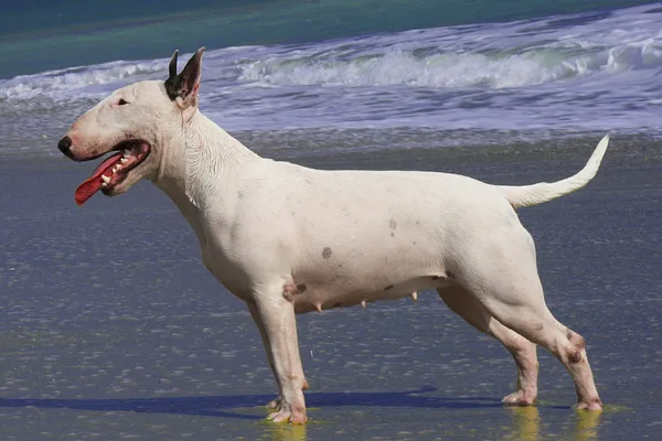A Miniature Bull Terrier