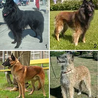 Belgian Sheepdog