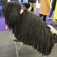 Puli, picture 6 of 9