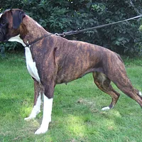 Boxer