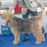 Otterhound, picture 7 of 8