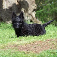Scottish Terrier, picture 3 of 5