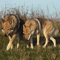 Czechoslovakian Vlcak