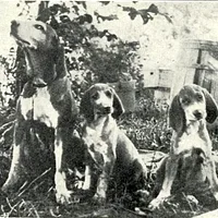 Redbone Coonhound