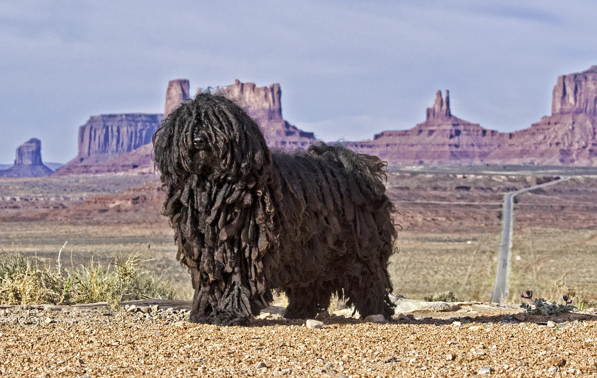Puli dog, photographed by Anita Ritenour